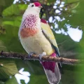 fruitdovez